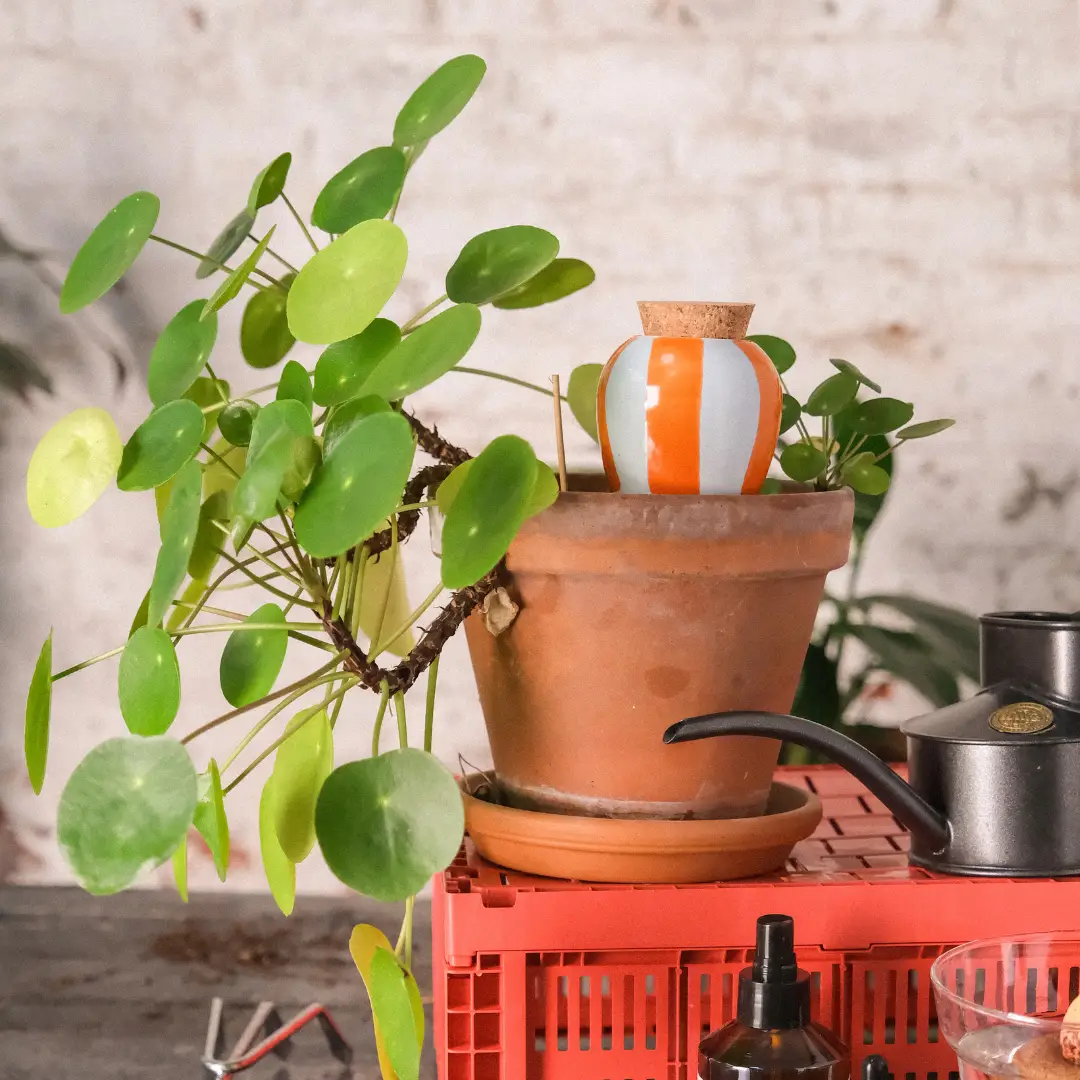Olla hydratante – Image 3