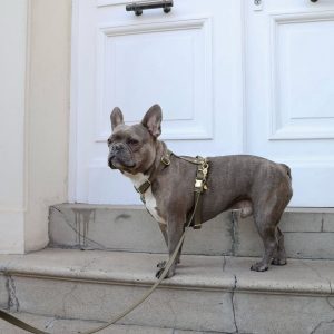 Harnais imperméable pour chien